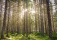 /album/galeria-de-fotos/foresttb-m-jpg/
